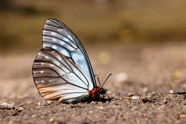 Calinaga brahma sudassana