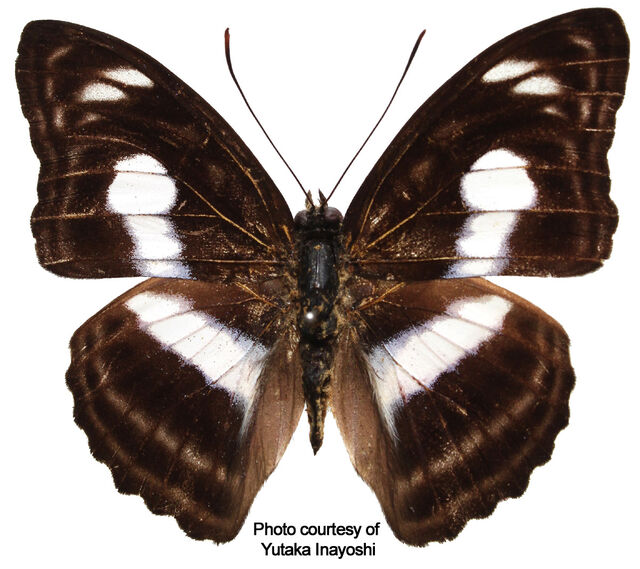 Athyma selenophora aoyamai