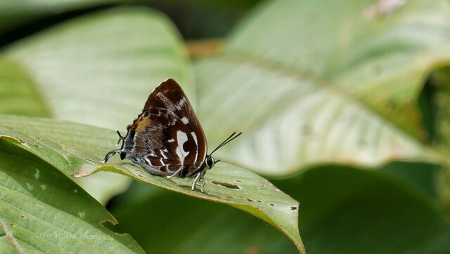 Iraota timoleon timoleon