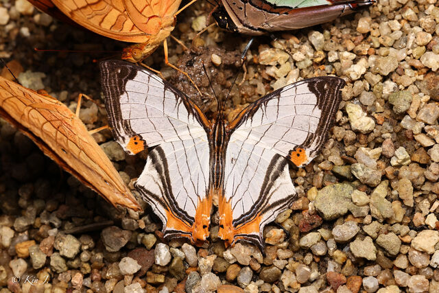 Cyrestis nivea nivalis