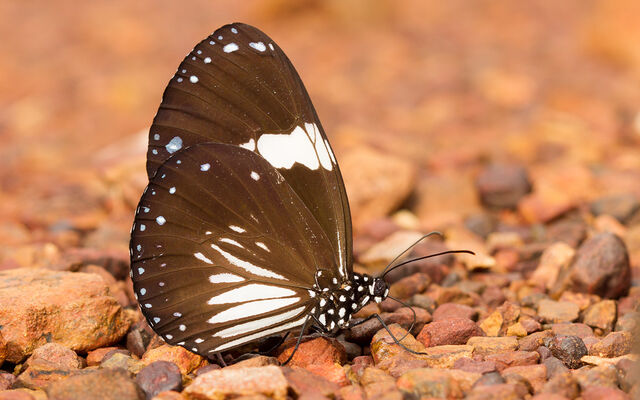 Euploea radamanthus radamanthus