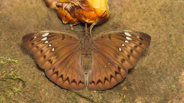 Euthalia teuta affinis