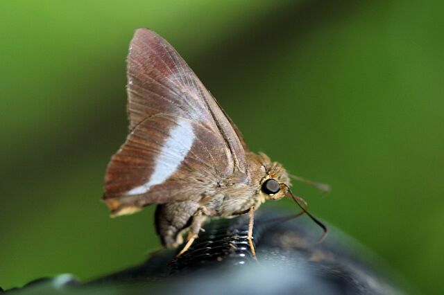 Bibasis sena uniformis