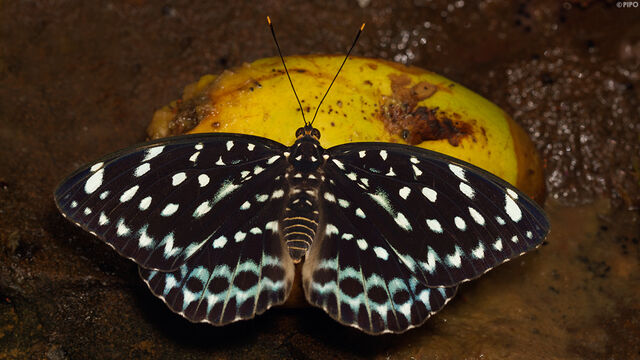 Lexias albopunctata albopunctata