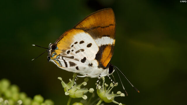 Araotes lapithis lapithis