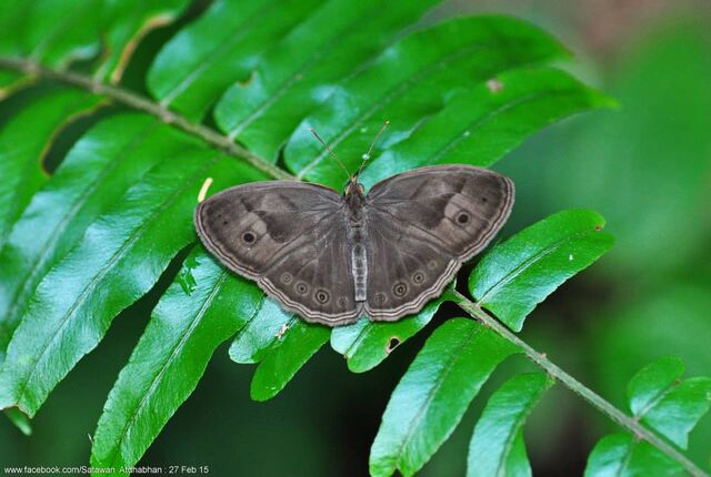 Mycalesis fusca fusca