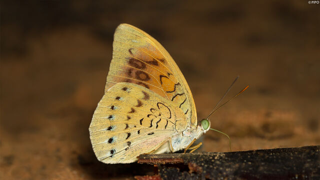Tanaecia julii julii