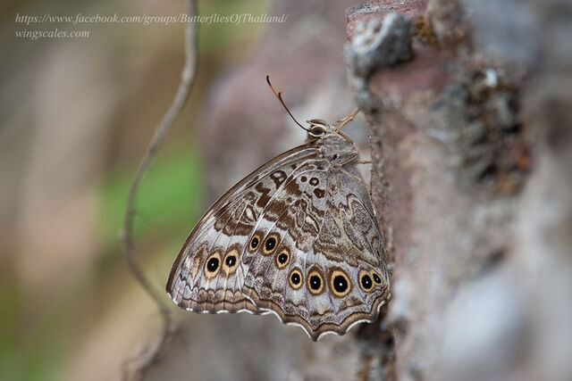 Neope muirheadii bhima