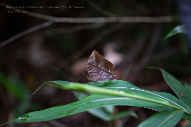 Zeuxidia masoni tannowai