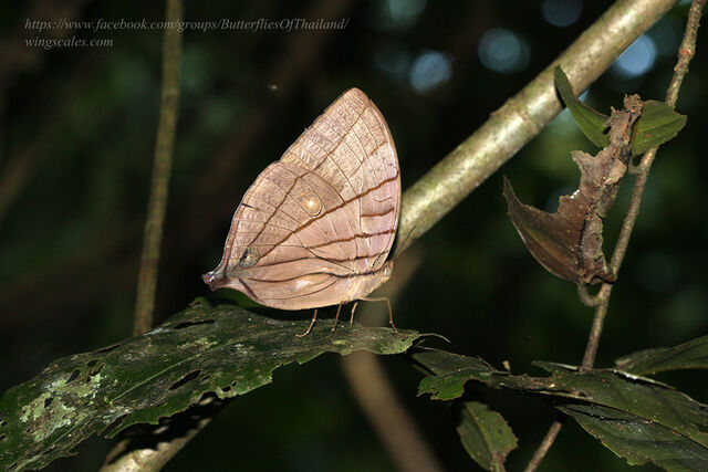 Amathuxidia amythaon dilucida