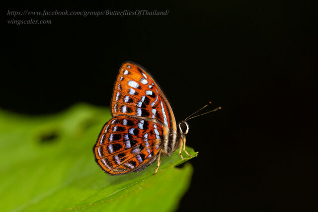 Laxita thuisto thuisto