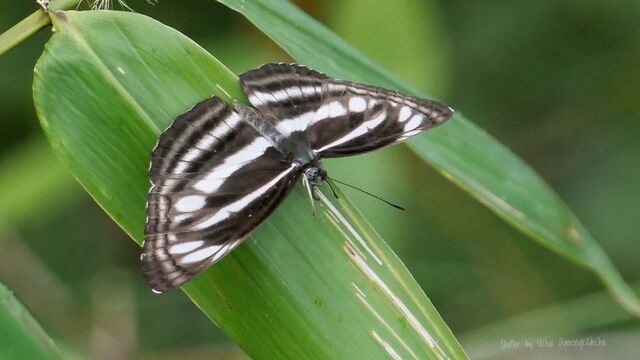 Neptis sankara guiltoides