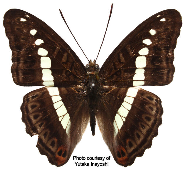 Athyma daraxa ranongensis