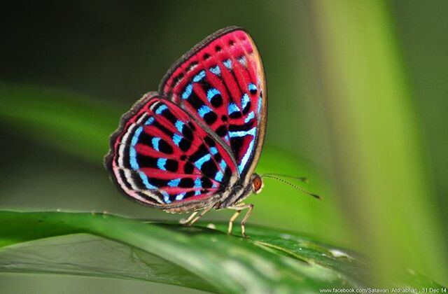 Paralaxita damajanti damajanti