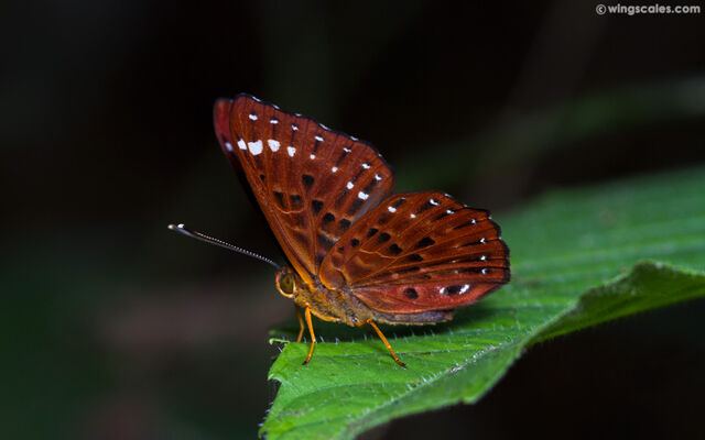 Zemeros flegyas albipunctatus