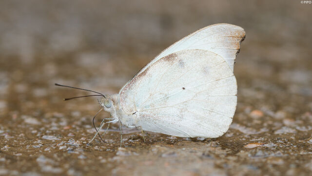 Appias lalassis lalassis