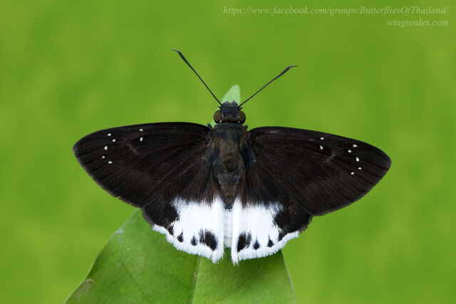 Tagiades waterstradti talanga