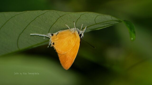 Manto hypoleuca terana