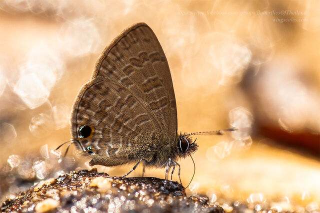 Prosotas nora ardates