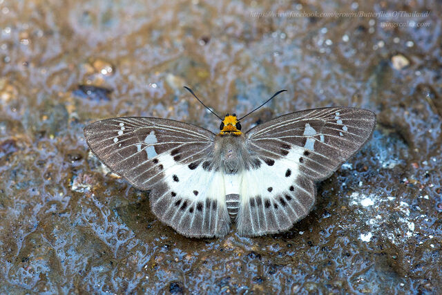 Gerosis bhagava bhagava