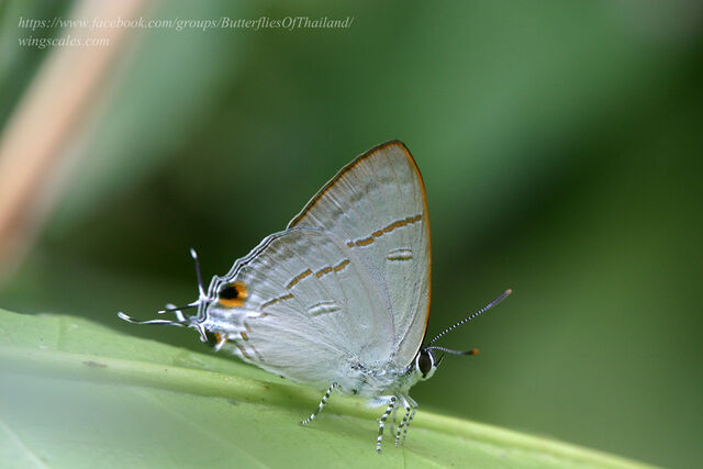 Hypolycaena erylus himavantus