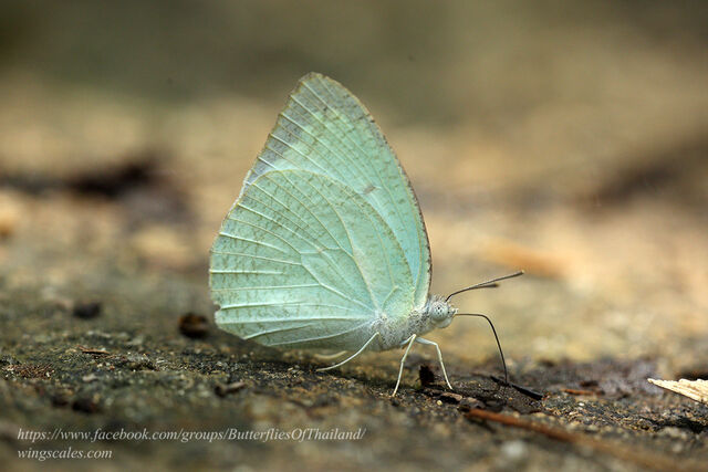 Catopsilia pyranthe pyranthe