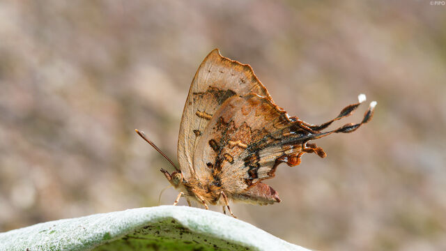 Cheritrella truncipennis