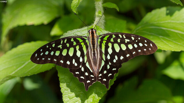 Graphium agamemnon agamemnon