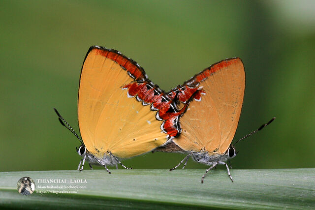 Heliophorus ila nolus