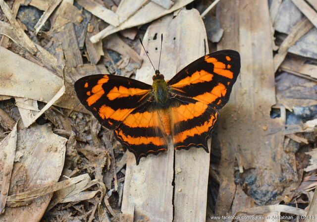 Symbrenthia hypatia chersonesia