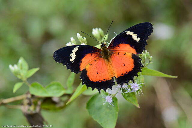 Cethosia hypsea hypsina