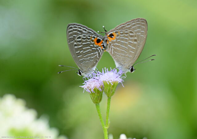 Jamides ferrari evansi