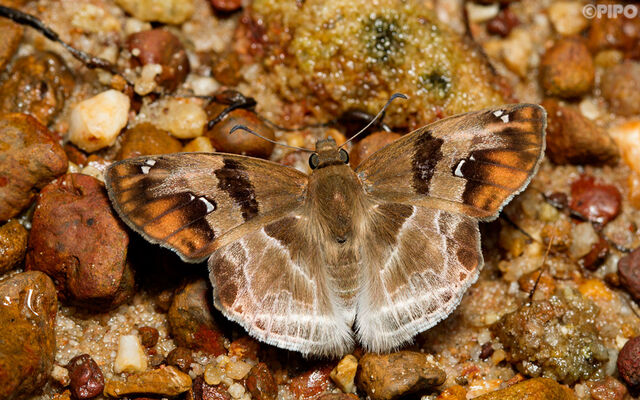 Abaratha angulata angulata