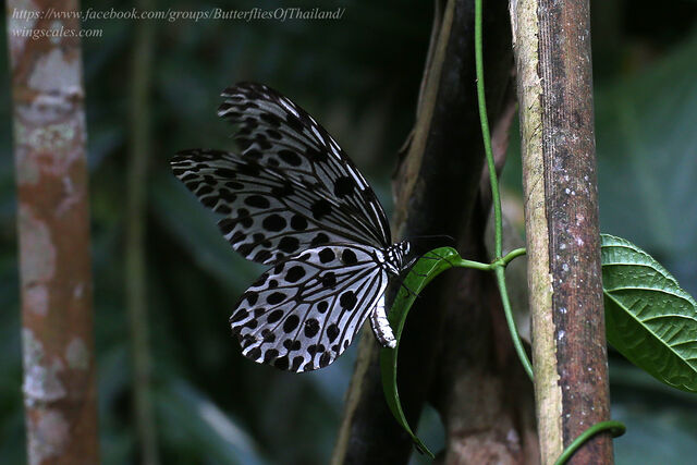 Idea lynceus lynceus