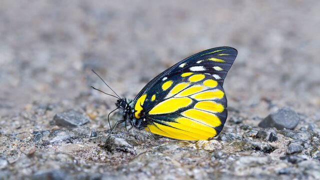Prioneris thestylis thestylis