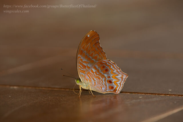 Terinos clarissa malayana