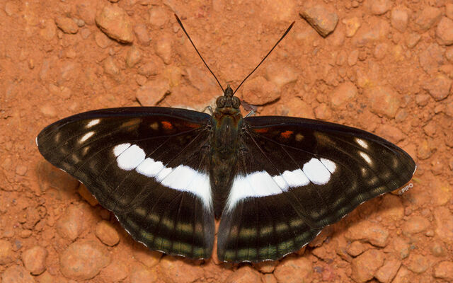 Athyma selenophora bahula