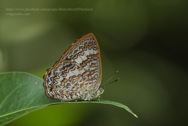 Poritia hewitsoni tavoyana