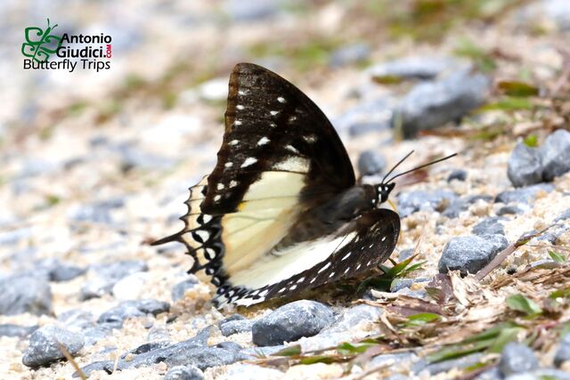 Polyura eudamippus giudicii