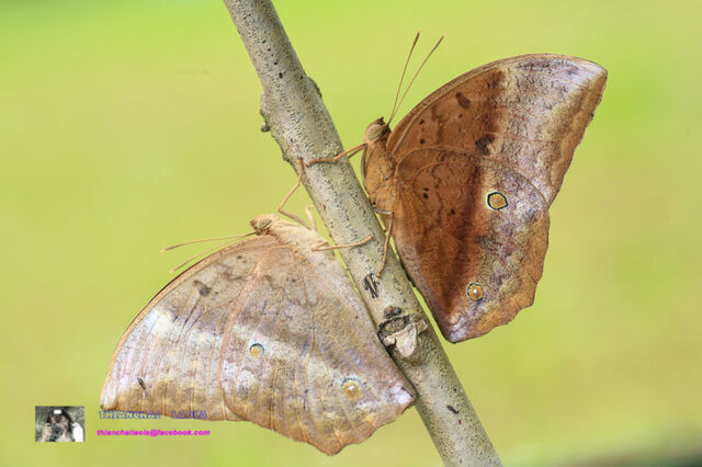 Discophora sondaica zal