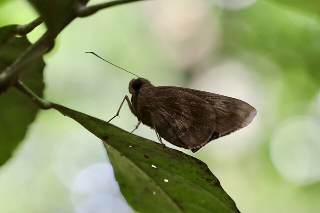 Erionota acroleuca apicalis
