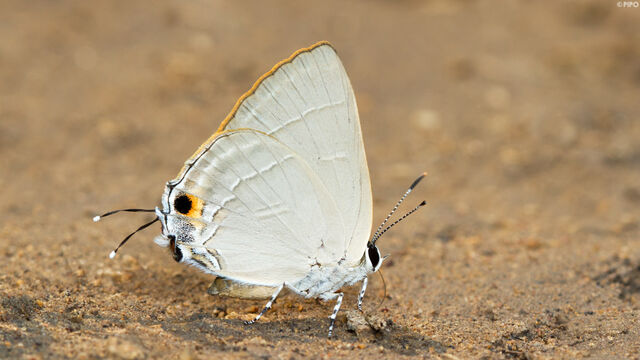 Rapala iarbus iarbus