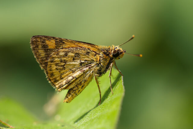 Ampittia dioscorides camertes