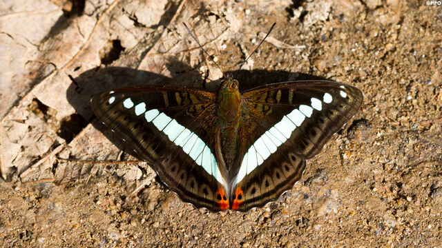 Athyma daraxa daraxa