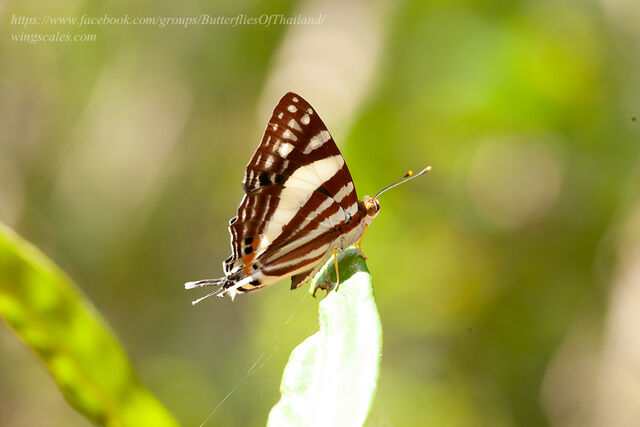 Dodona deodata deodata