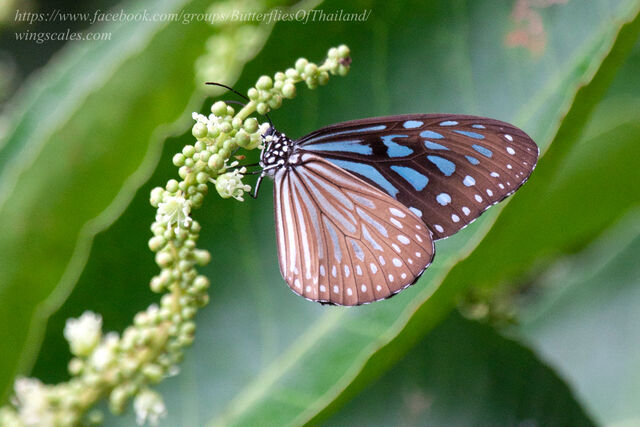 Ideopsis vulgaris contigua