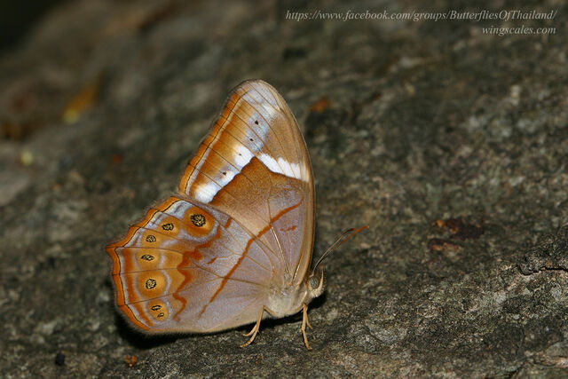 Lethe minerva tritogeneia