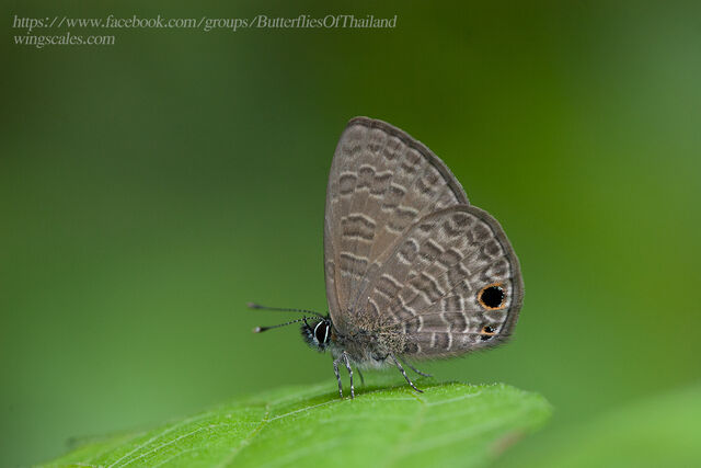 Prosotas dubiosa indica