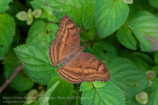 Junonia iphita iphita