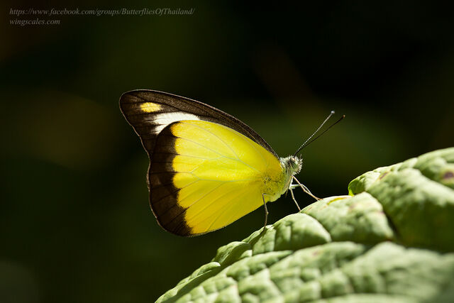 Appias lyncida vasava